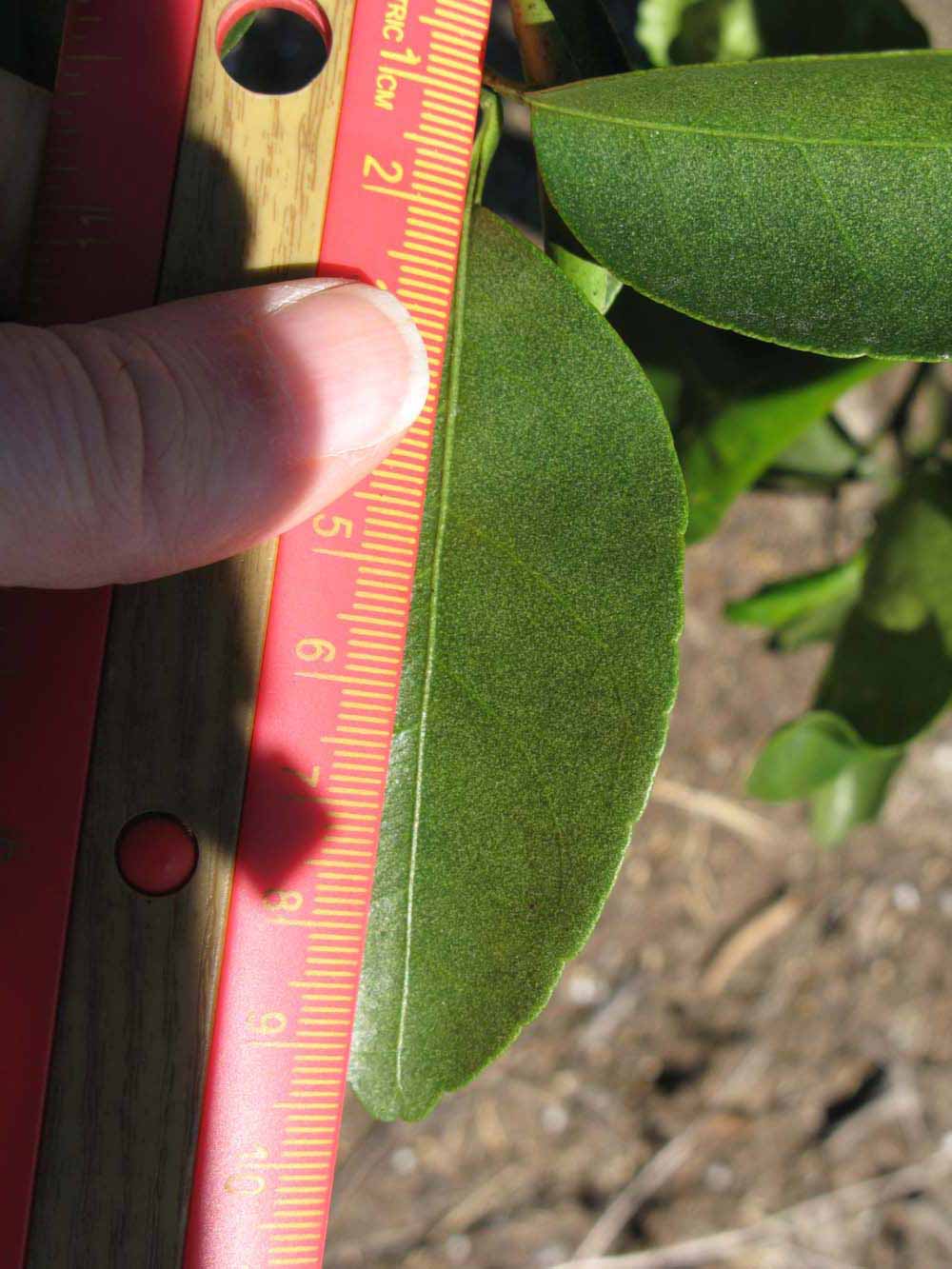              Unifoliolate leaf (Winter Haven, FL)       